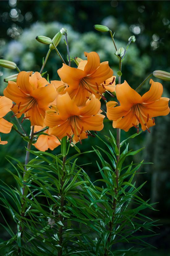 Lilium Asiatic 'Pearl Stacey'
